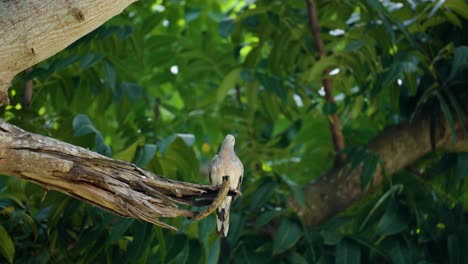 paloma cebra o paloma barrada rascándose o picando el cuello posado en una rama rota en un bosque tropical salvaje