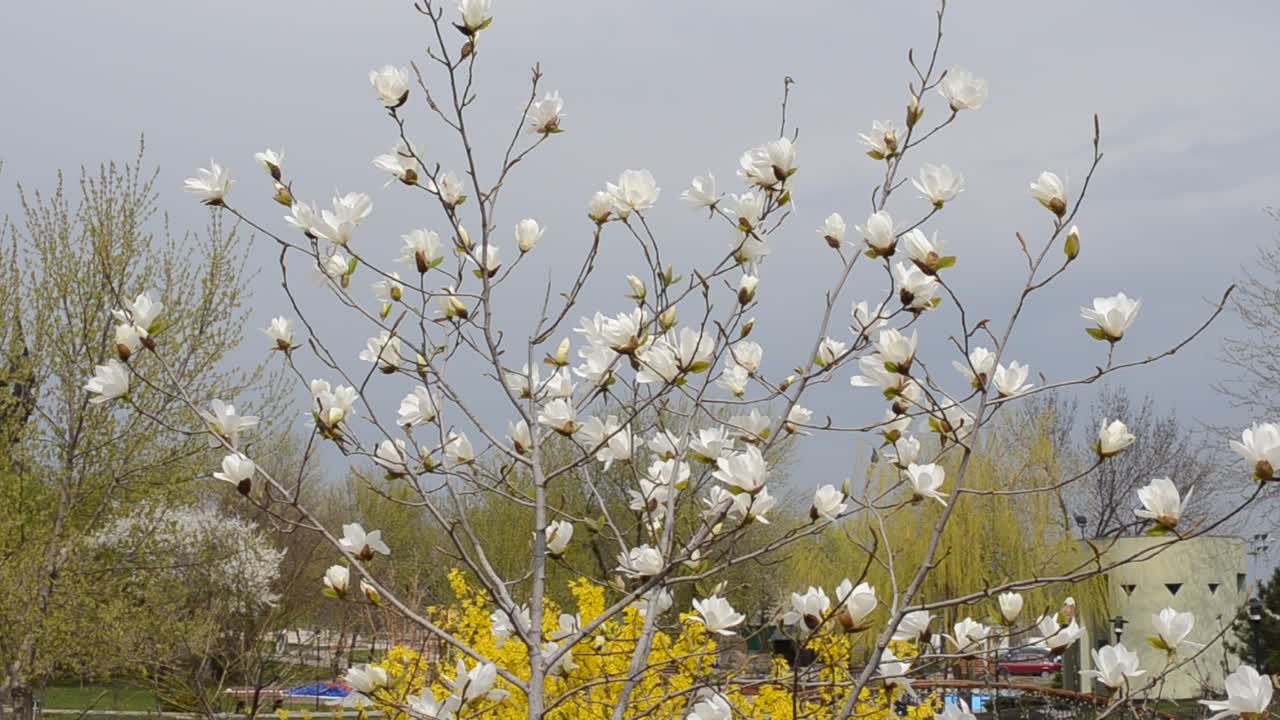Fiori di primavera