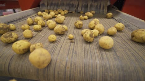 Potatoes-are-pouring-on-the-conveyor-belt,-moving,-close-up.