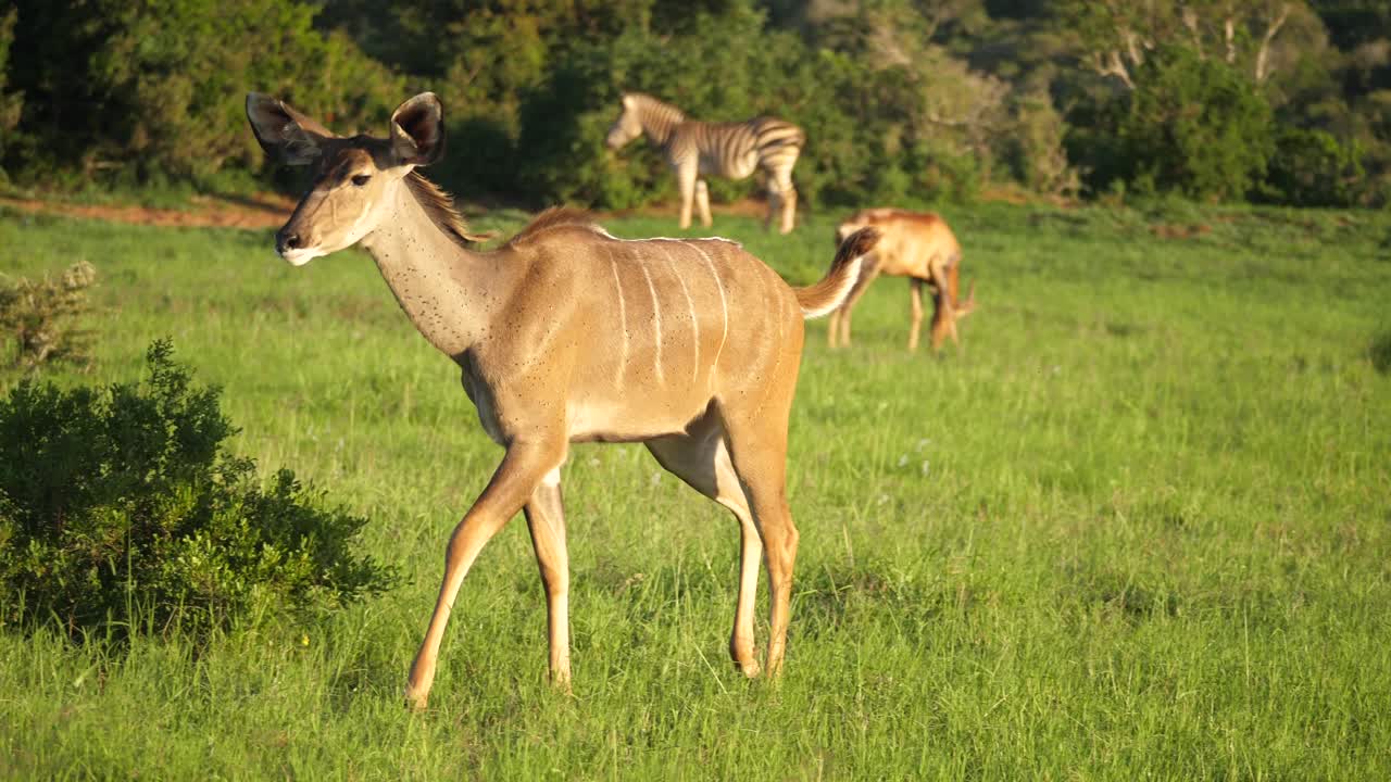 rastreando a una kudu hembra caminando por una llanura cubierta de hierba del parque nacional de elefantes addo, sudáfrica, mientras una manada de hartebeest rojo pasta cerca