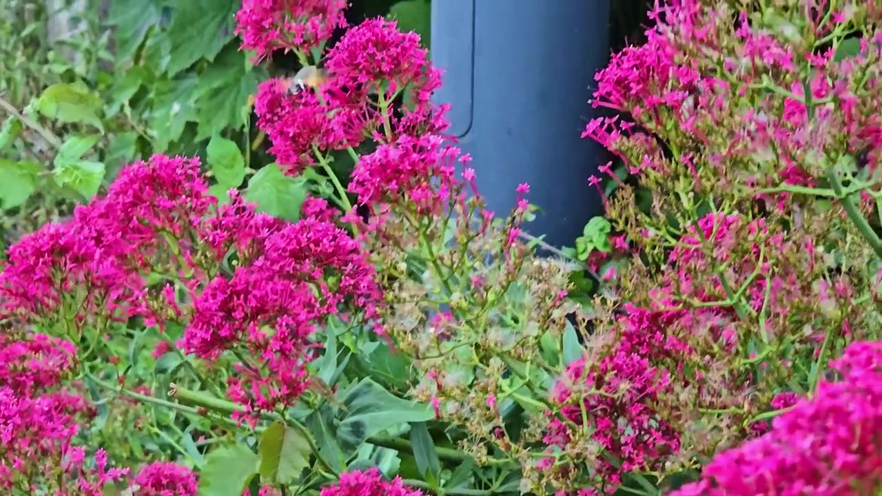 A hummingbird hawk-moth flits among red valerian blooms as the camera tilts up.