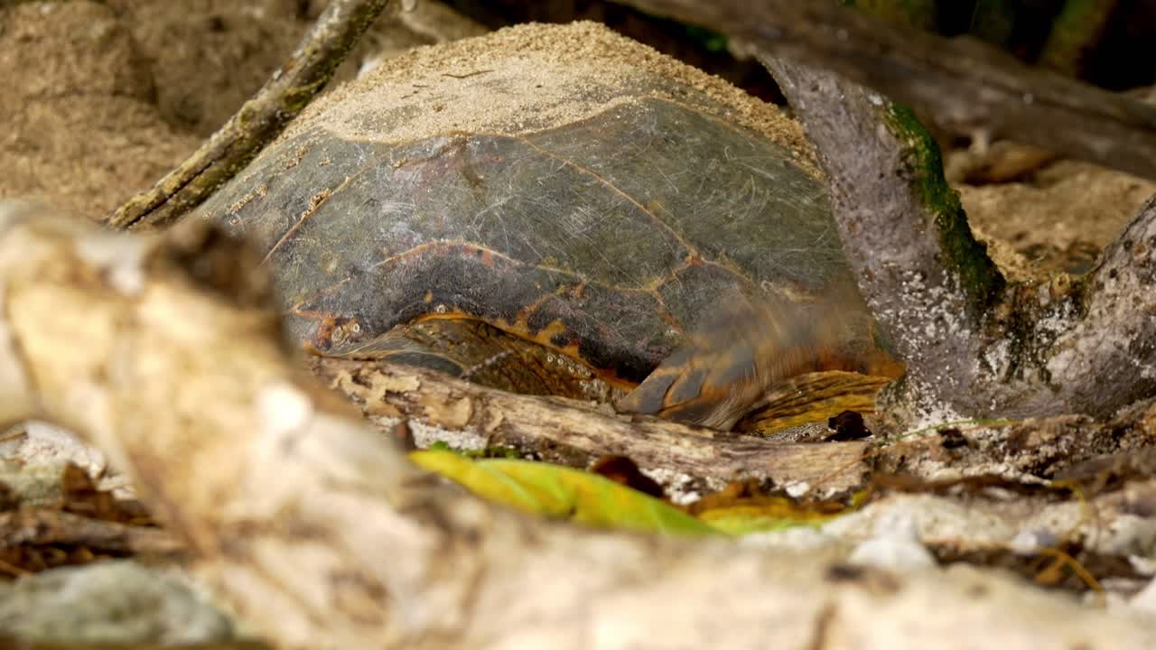 Hawksbill Sea turtle building nest to lay eggs