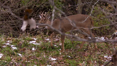 small whitetail buck walks along forest edge