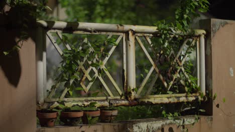 small rusty white iron fence with green climbing plants