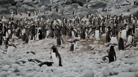 penguin arriving at big colony for summer months in antarctica