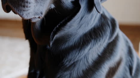 close up of black dog fur