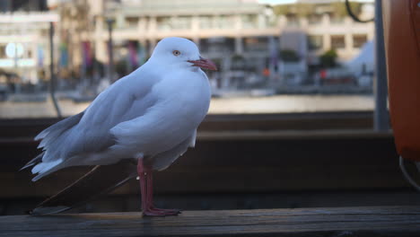 Gaviota-Blanca-De-Sydney