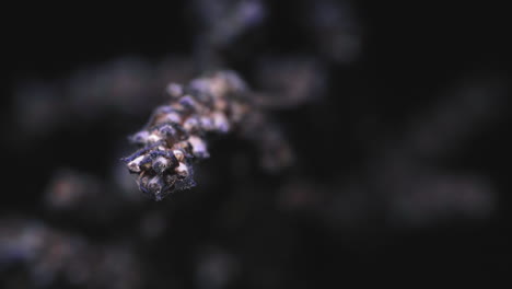 dry lavender flower spikes in bokeh background