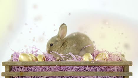 Animation-of-multiple-golden-particles-floating-over-cute-Easter-bunny-and-golden-Easter-eggs