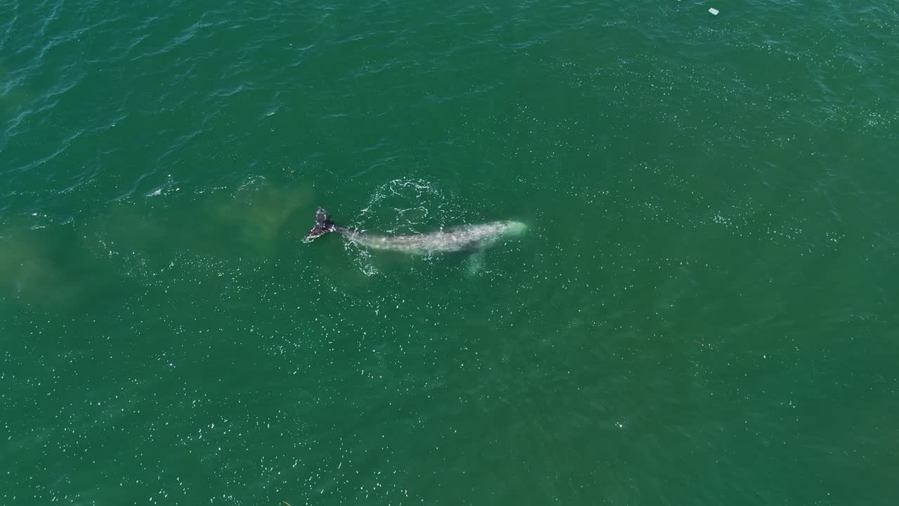 Grey Whale Spyhopping in Shallow Green Water – Aerial View- Southern California