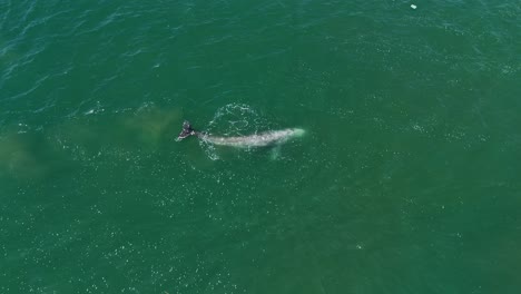 grey whale spyhopping in shallow green water – aerial view- southern california