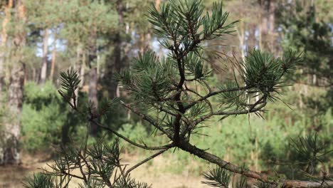 detail shot of a pine tree branches