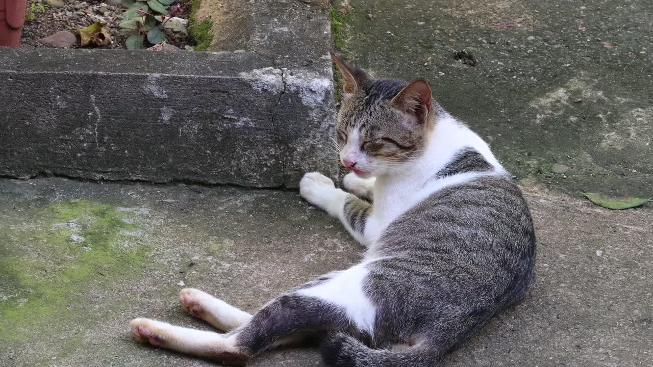 A house cat resting on the pavement and stares at the camera.