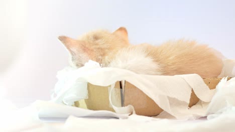 sleeping kitten in a tissue box