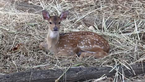 Portrait-of-a-deer-lying-on-the-ground