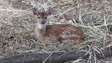 portrait of a deer lying on the ground