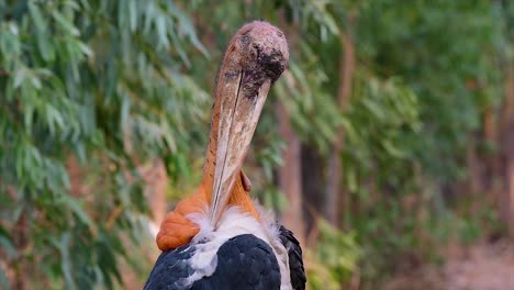 Un-Gran-Pájaro-De-La-Familia-De-Las-Cigüeñas-Común-En-El-Sur-De-Asia-Y-Ahora-En-Peligro-De-Extinción-Debido-A-La-Pérdida-De-Hábitat