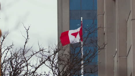 messa a fuoco dalla bandiera canadese che soffia nel vento al ramo dell'albero