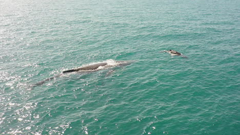 Aerial-drone-orbits-around-female-Humpback-whale-with-young-baby-calf