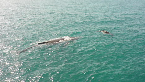 aerial drone orbits around female humpback whale with young baby calf