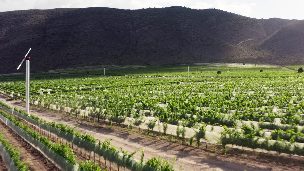 DRONE SHOT OF VINEYARD AT VALLE DE GUADALUPE