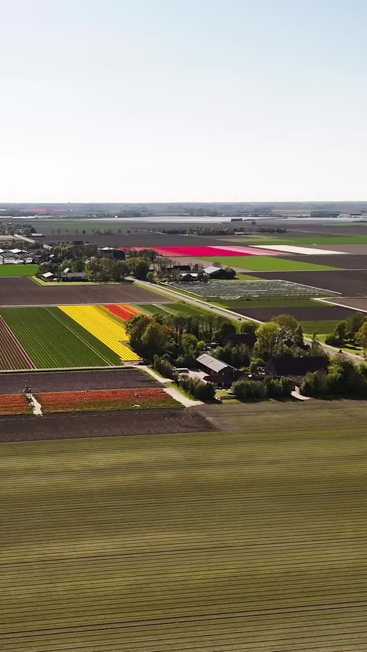 Aerial View of Colorful Tulip Fields in the Netherlands