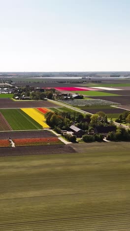 aerial view of colorful tulip fields in the netherlands