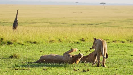 Toma-En-Cámara-Lenta-De-Juguetones-Cachorros-De-León-Jóvenes-Jugando,-Energía-Emocionada-De-La-Linda-Vida-Silvestre-Africana-En-La-Reserva-Nacional-De-Masai-Mara,-Kenia,-Animales-De-Safari-De-áfrica-En-La-Conservación-Del-Norte-De-Masai-Mara