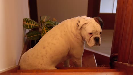 Unique-white-albino-boxer-dog-turning-around-and-looking-into-camera-while-paciently-sitting-on-stairs,-waiting-for-owner-to-come-back