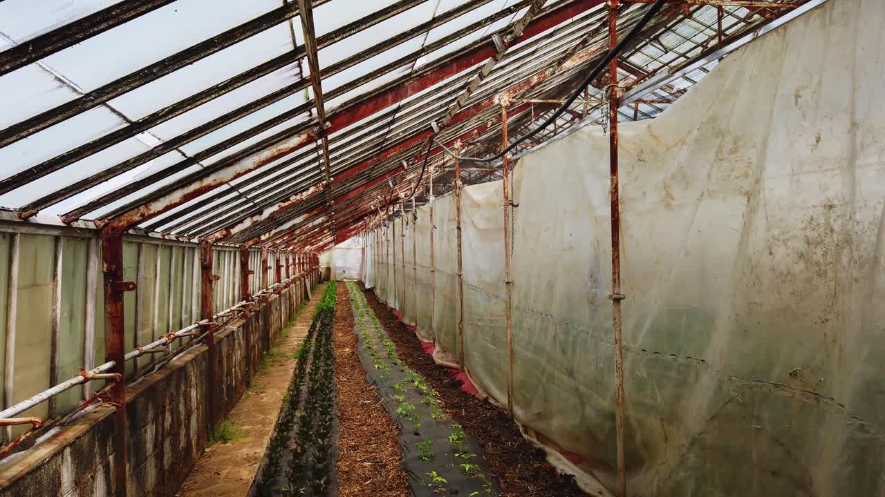 la casa verde de los pobres con plantas jóvenes de tomate cultivadas y cuidadas