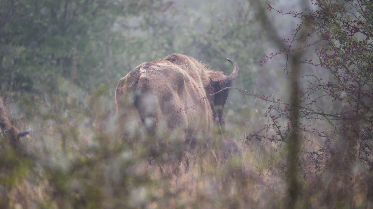 European bison bonasus cow suckling its calf in a field,foggy,Czechia