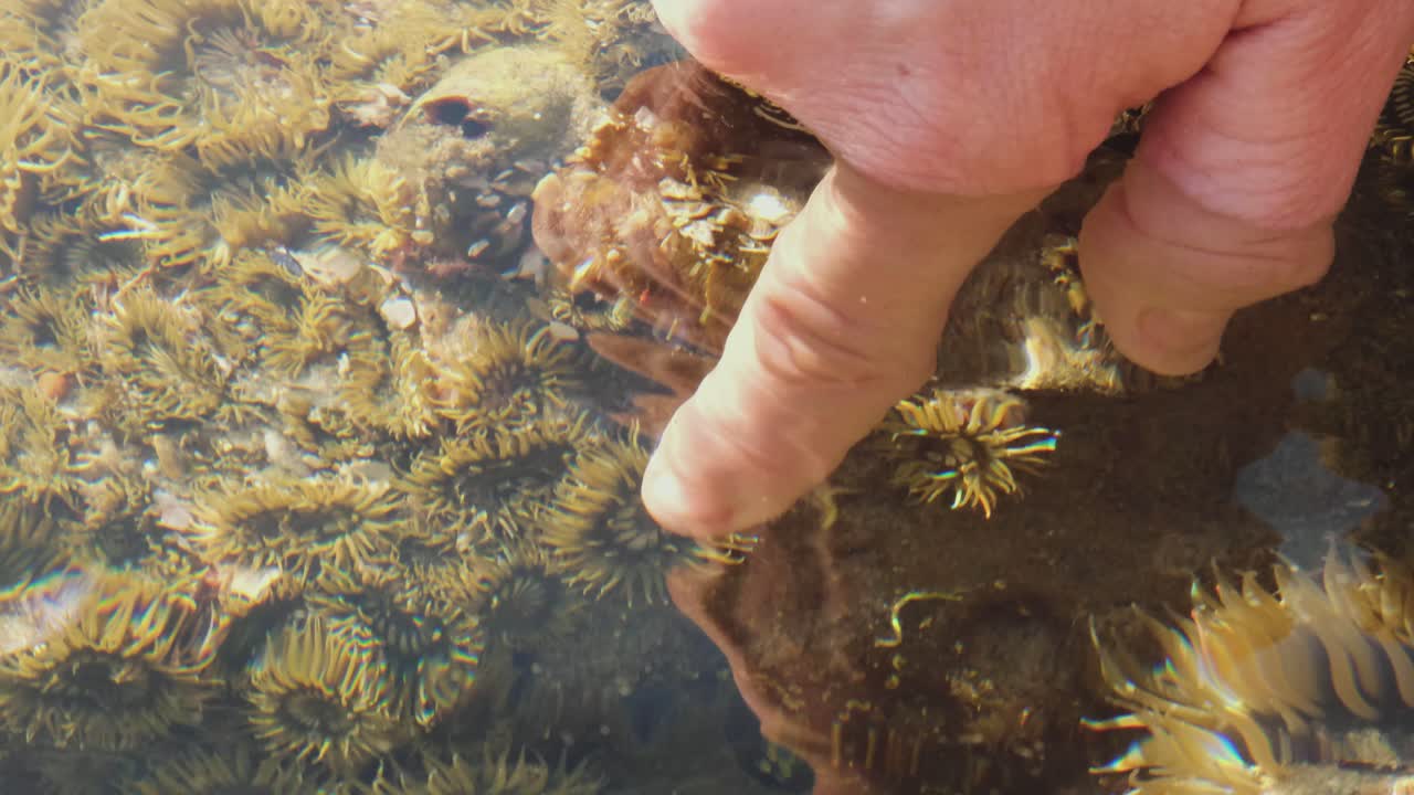 toneladas de pequeños pólipos se agrupan bajo el agua