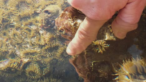 Tonnenweise-Kleine-Polypen-Gruppieren-Sich-Unter-Wasser