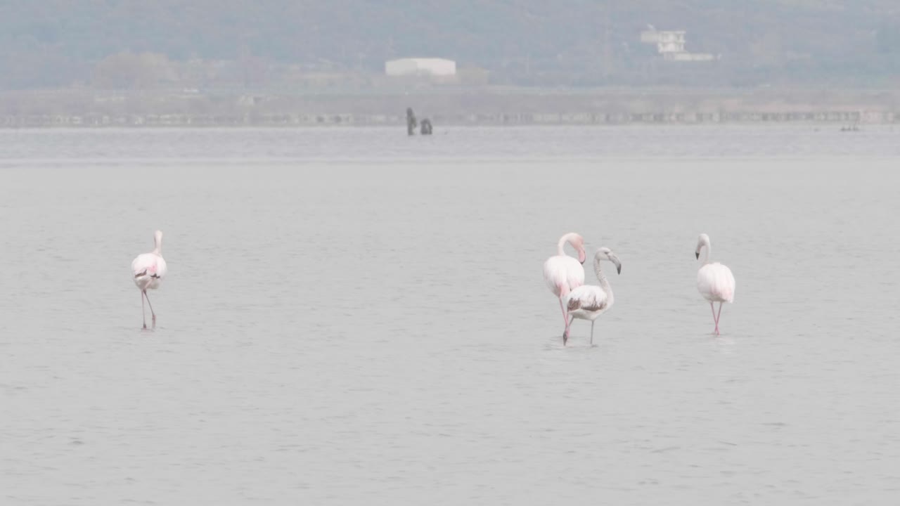 아름다운 플라밍고 의 무리 가 지중해 에서 헤엄치고 있다
