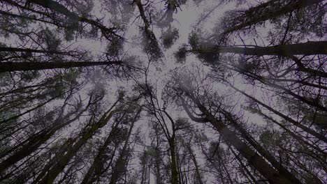 a view of treetops in the woods, forest, woodland on a cold spring, winters day as rain falls through the canopy and lands on the camera lens