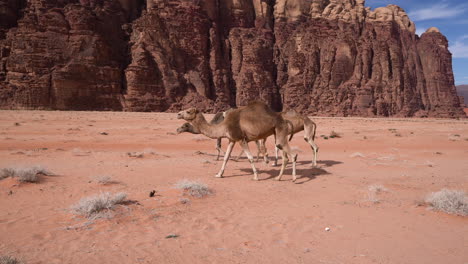 A-Group-of-Camels-Passing-By-in-a-Desert-of-Wadi-Rum-on-a-Very-Bright-and-Sunny-Day