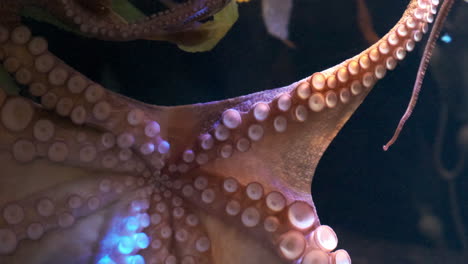 close-up of an octopus's arm
