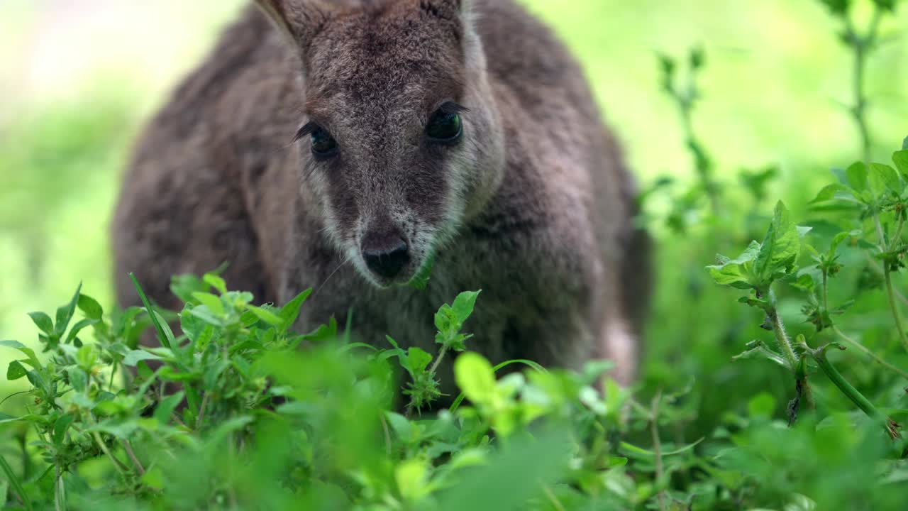 나뭇잎을 먹고 있는 마리바 바위 왈라비