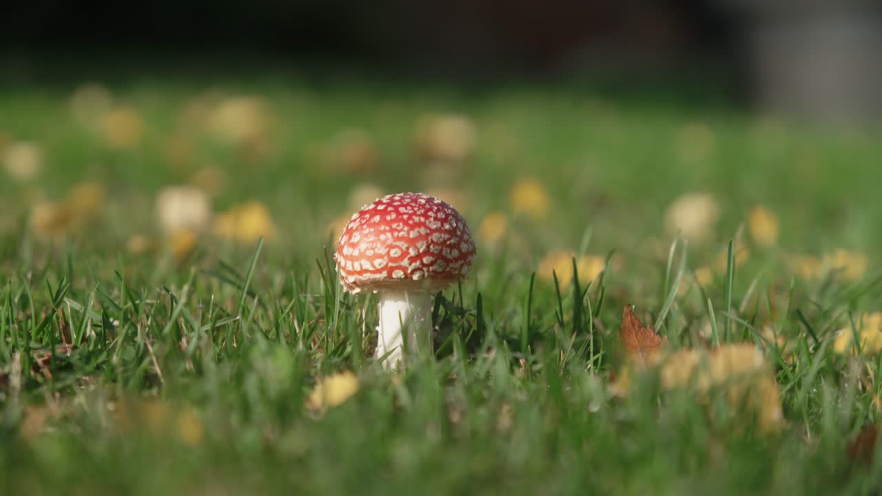 Small amanita in the Finnish autumn wind 50fps so easily slow down to 25fps