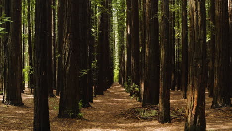 Dolly-Entlang-Der-Offenen-Unterholz-Baumkronen-Des-Redwood-Waldes-In-Australien