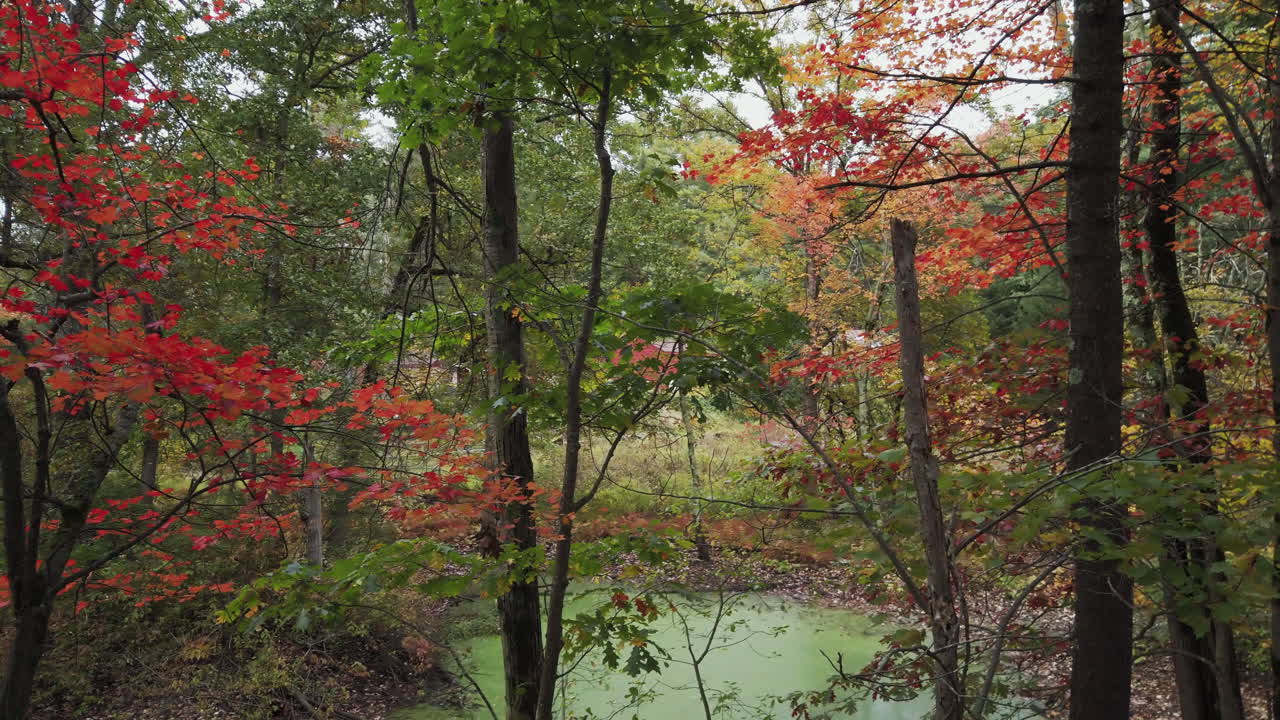 Scenic forest view with colorful fall foliage and a calm pond surrounded by trees