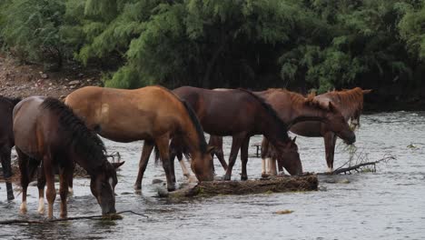 rebanho selvagem come seguido em um rio no deserto de sonoran do rio de sal do arizona