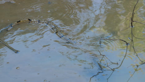 Caimán-Crocodilus-Inmóvil-En-La-Superficie-Del-Agua-Guayana