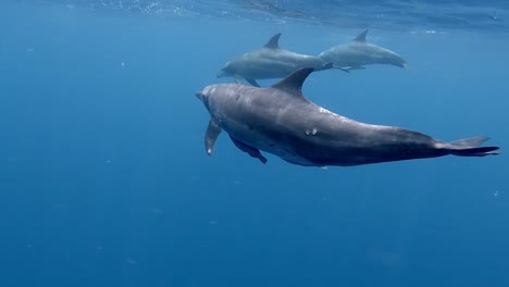 group of bottlenose dolphin swimming together in the clear blue ocean. - underwater shot