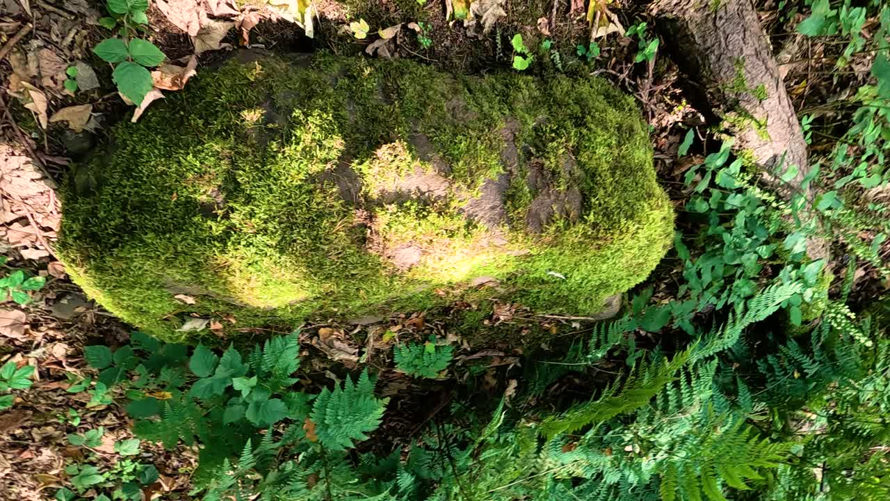 una roca de musgo rodeada de exuberante vegetación