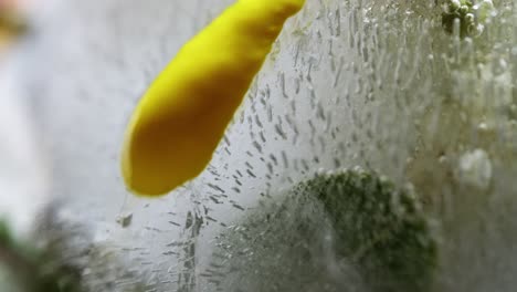 yellow liquid running down a frozen flower