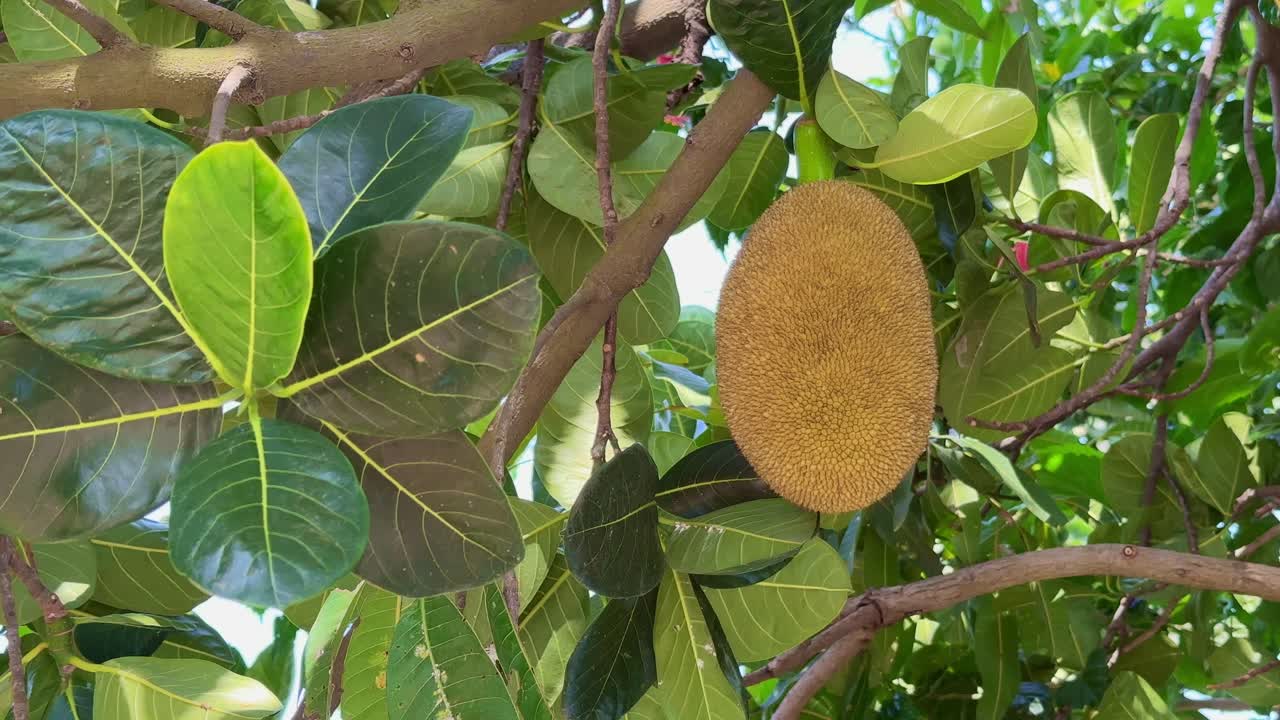 closeup of jackfruit growing in the tree at the orchard