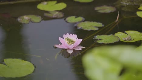 Una-Encantadora-Rana-Posada-Con-Gracia-Sobre-Un-Nenúfar,-Capturando-Un-Momento-Sereno-En-La-Tranquila-Belleza-De-La-Naturaleza