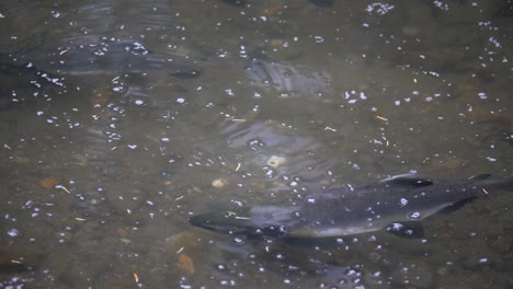 Slow-motion-medium-shot-of-salmon-spawning-in-British-Columbia