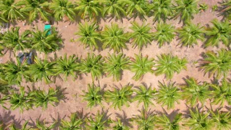 aerial view of a coconut plantation